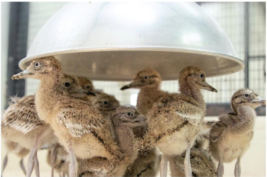 إنتاج الكروان