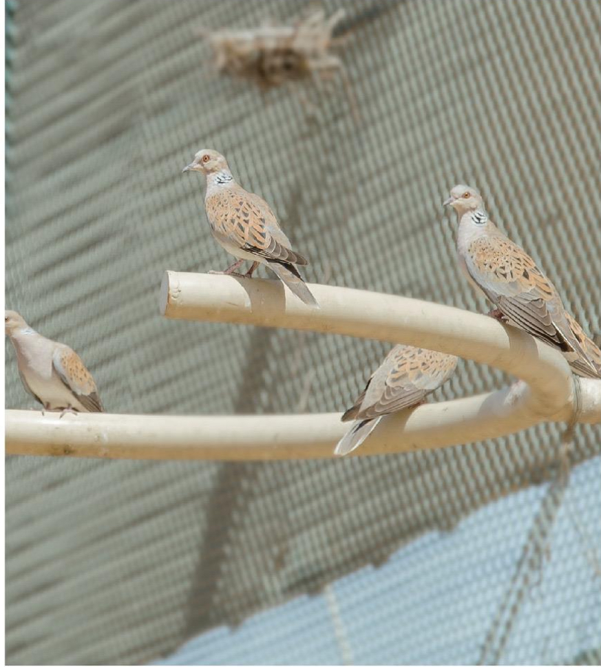 إنتاج الراعبي