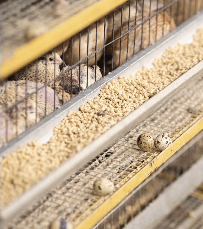 إنتاج السمان